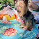 Daisy, unimpressed by this picnic I took her to.
